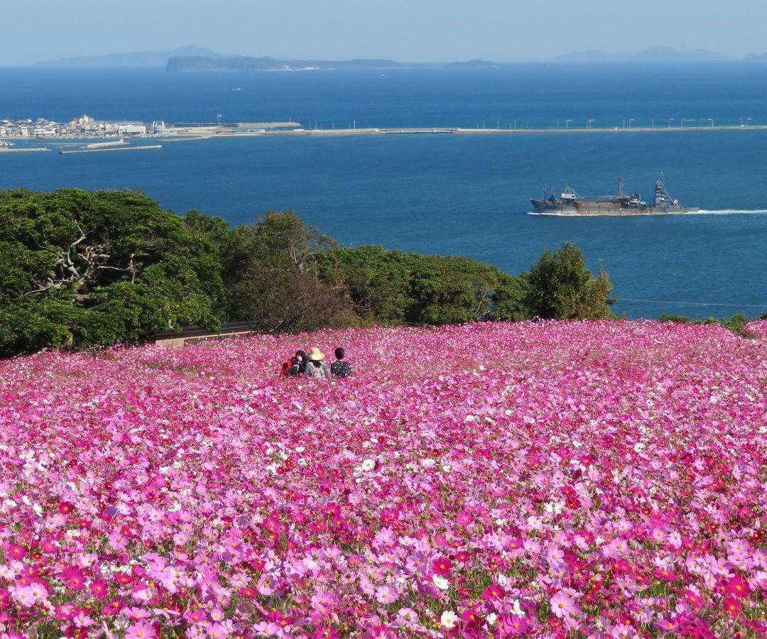 「のこのしまアイランドパーク」では、秋のコスモスが1番人気の花です＜画像提供:のこのしまアイランドパーク＞