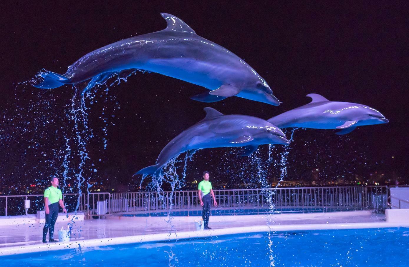 「夜のイルカショー」はハロウィンバージョンで行われます＜画像提供:マリンワールド海の中道＞