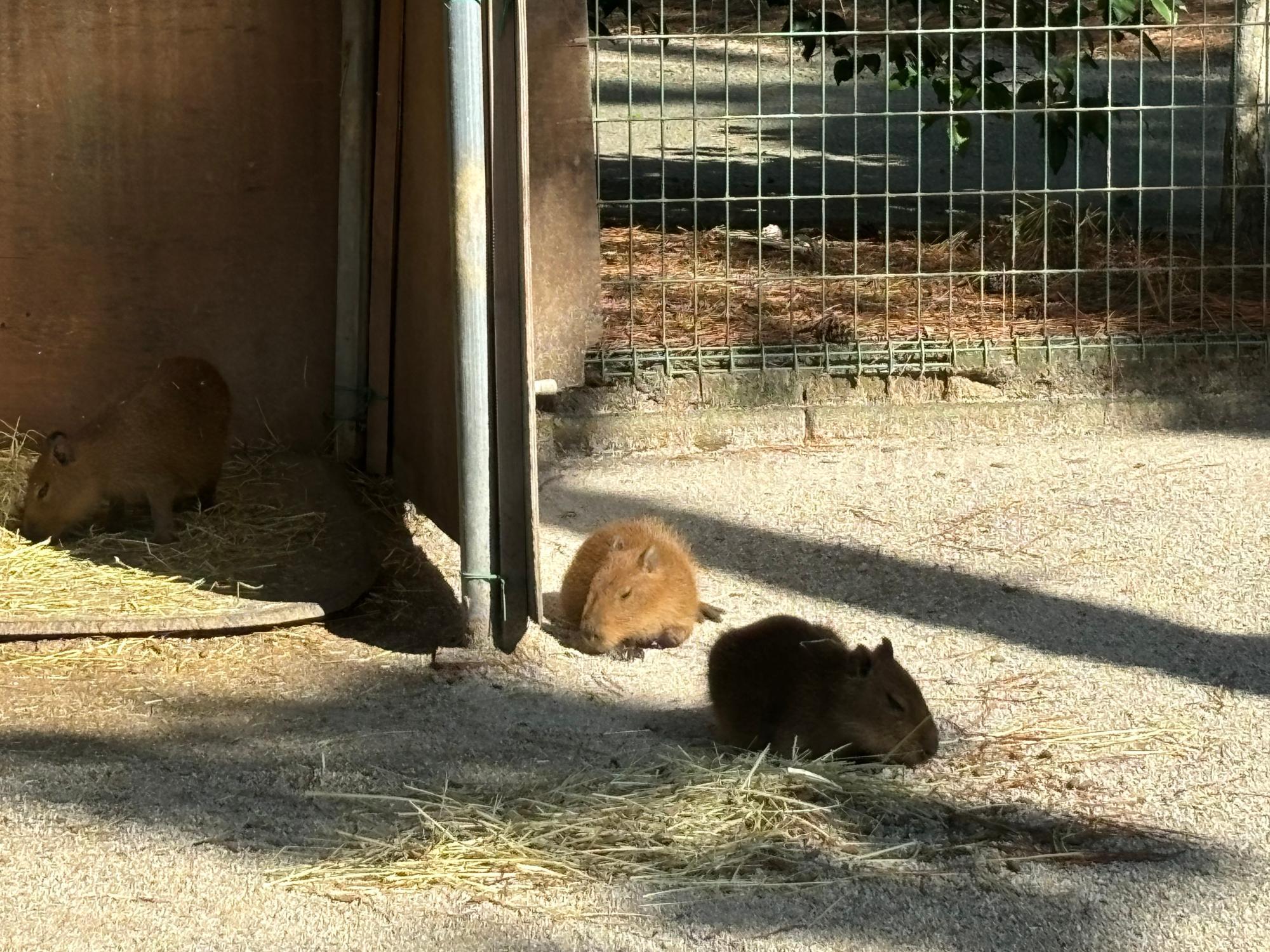 2024年11月・動物の森にて撮影