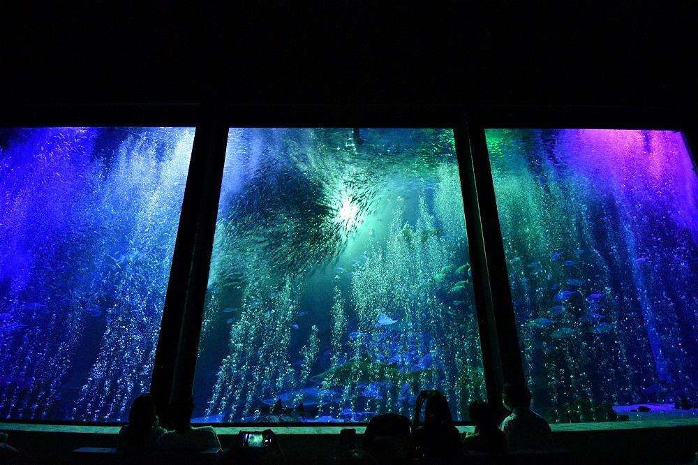 夜の水族館でしか体感できない幻想的な雰囲気の音と光のイワシショー＜※画像提供：マリンワールド海の中道＞