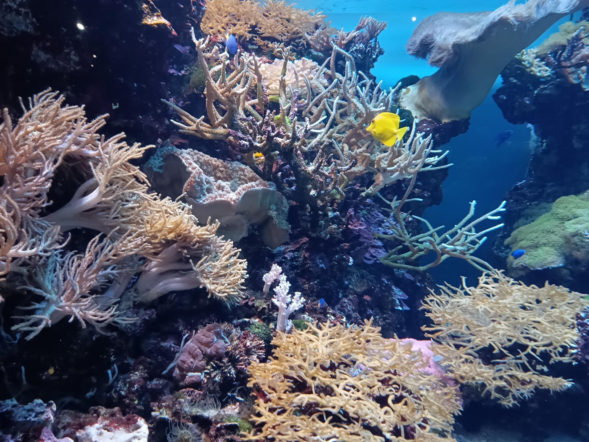 マリンワールド海の中道・館内の水槽＜2024年3月撮影＞