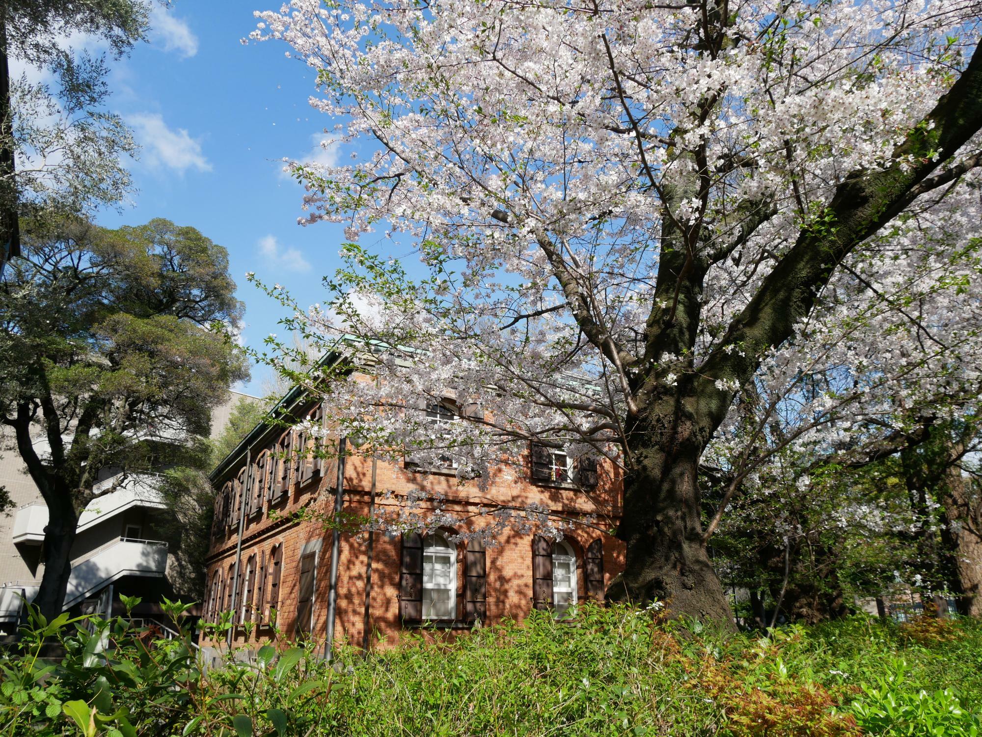 赤レンガと桜のコントラストが美しい東京藝術大学