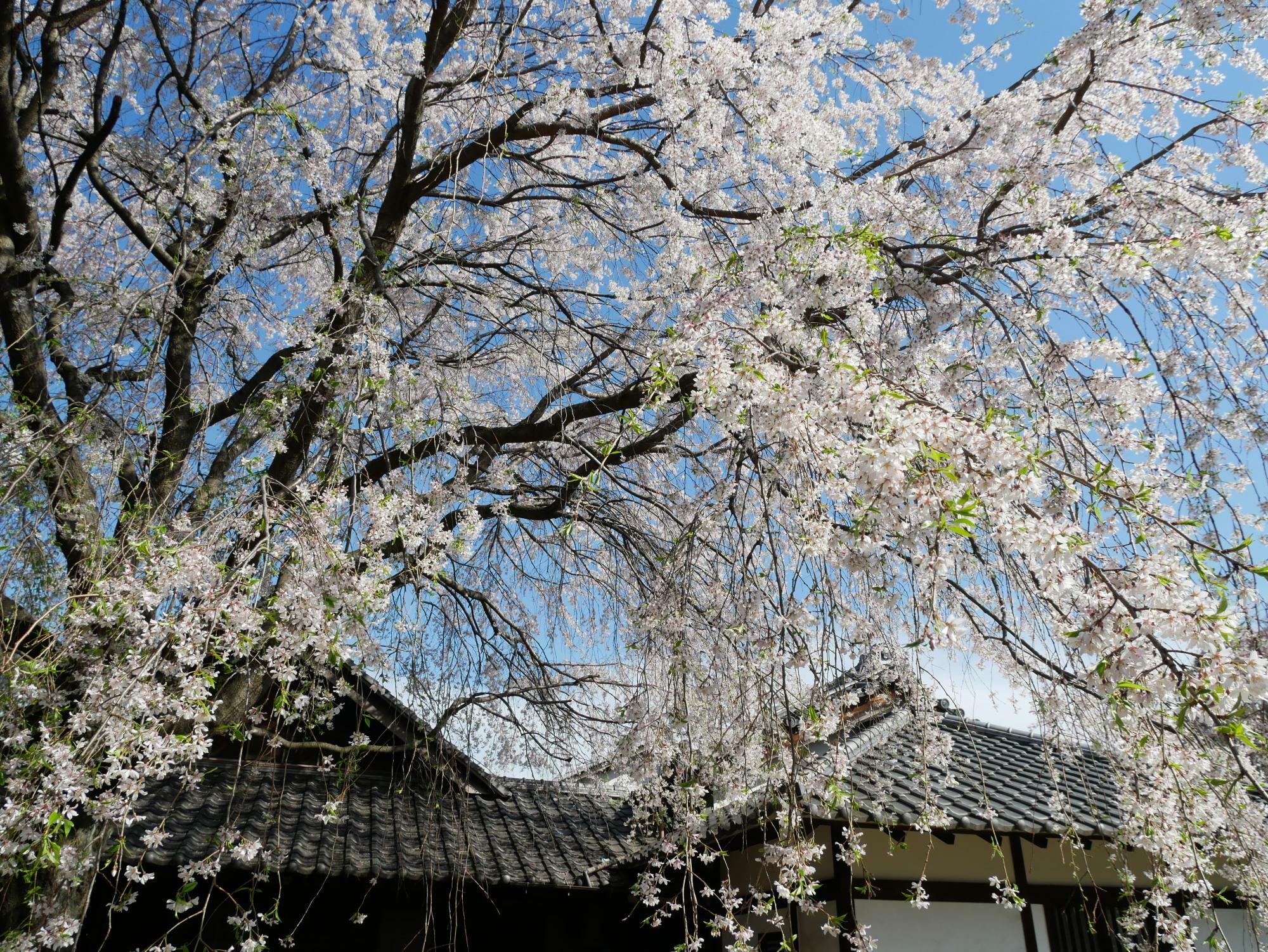 谷中霊園内、天王寺のしだれ桜