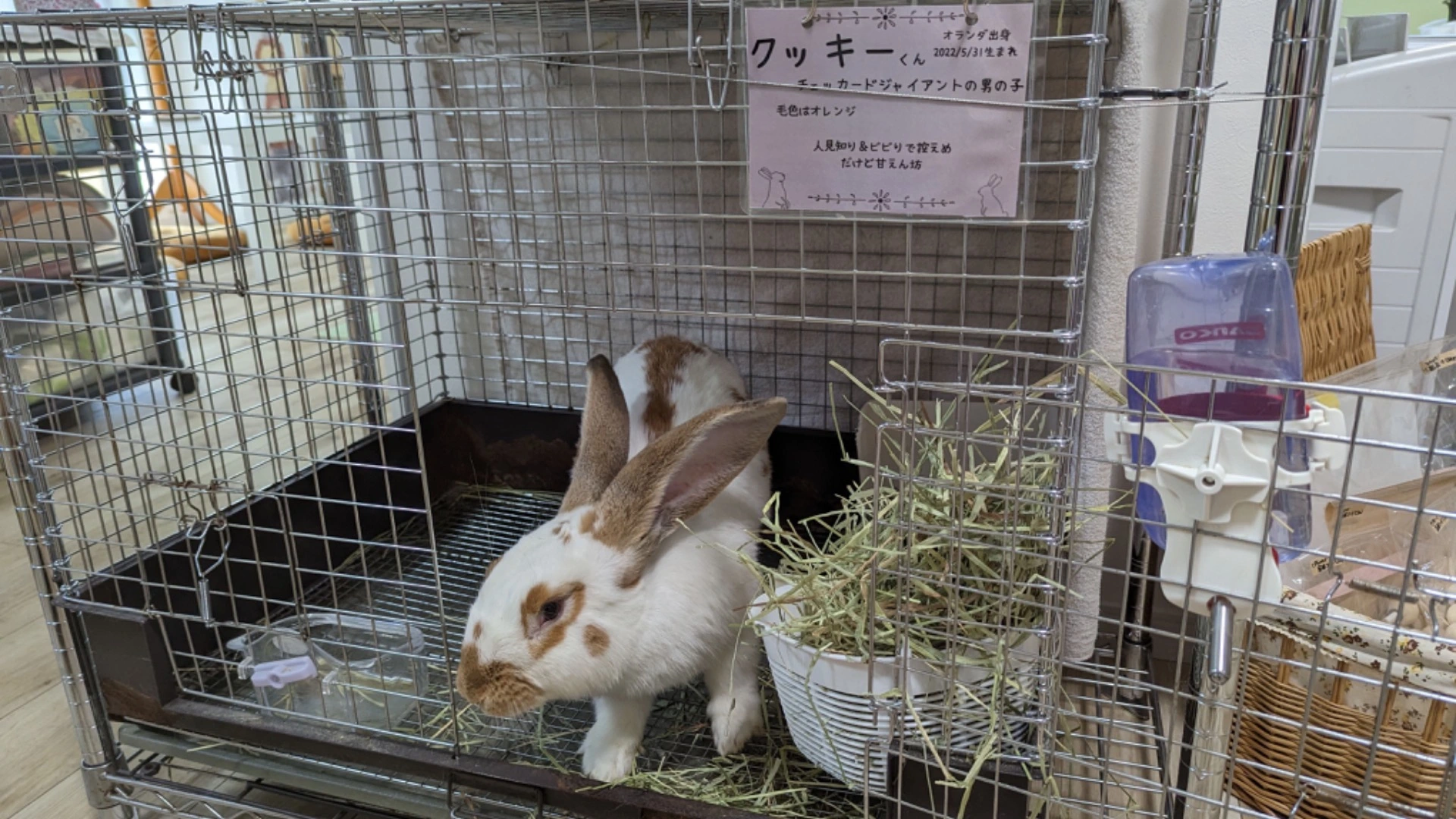 鶴ヶ島市】埼玉初のうさぎカフェが誕生！ 貸切で過ごす癒しのひととき