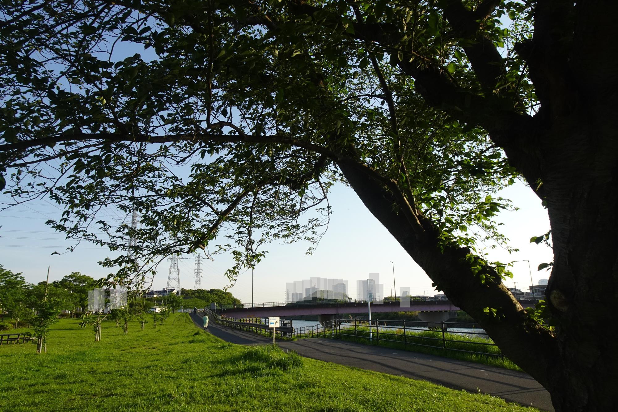 千葉市】花見川千本桜緑地 新緑がきれいな季節です。今はサツキ