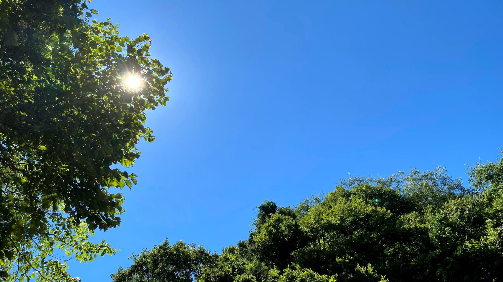 真夏の綺麗な青空と木々に隠れた太陽