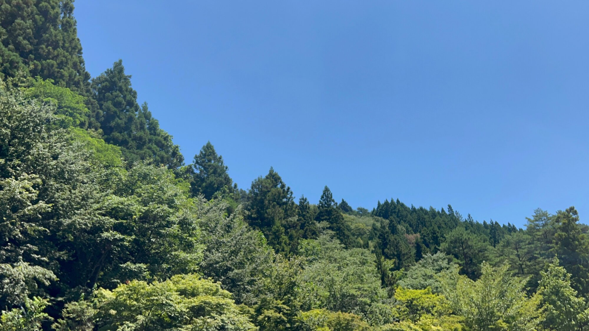 杉の木でいっぱいの山