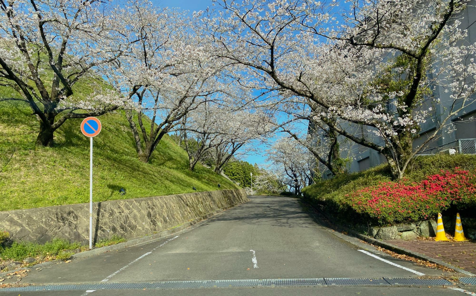 天ヶ城運動公園から進む光景の桜も満開！桜のアーチをくぐり抜ける感じでしたよ！