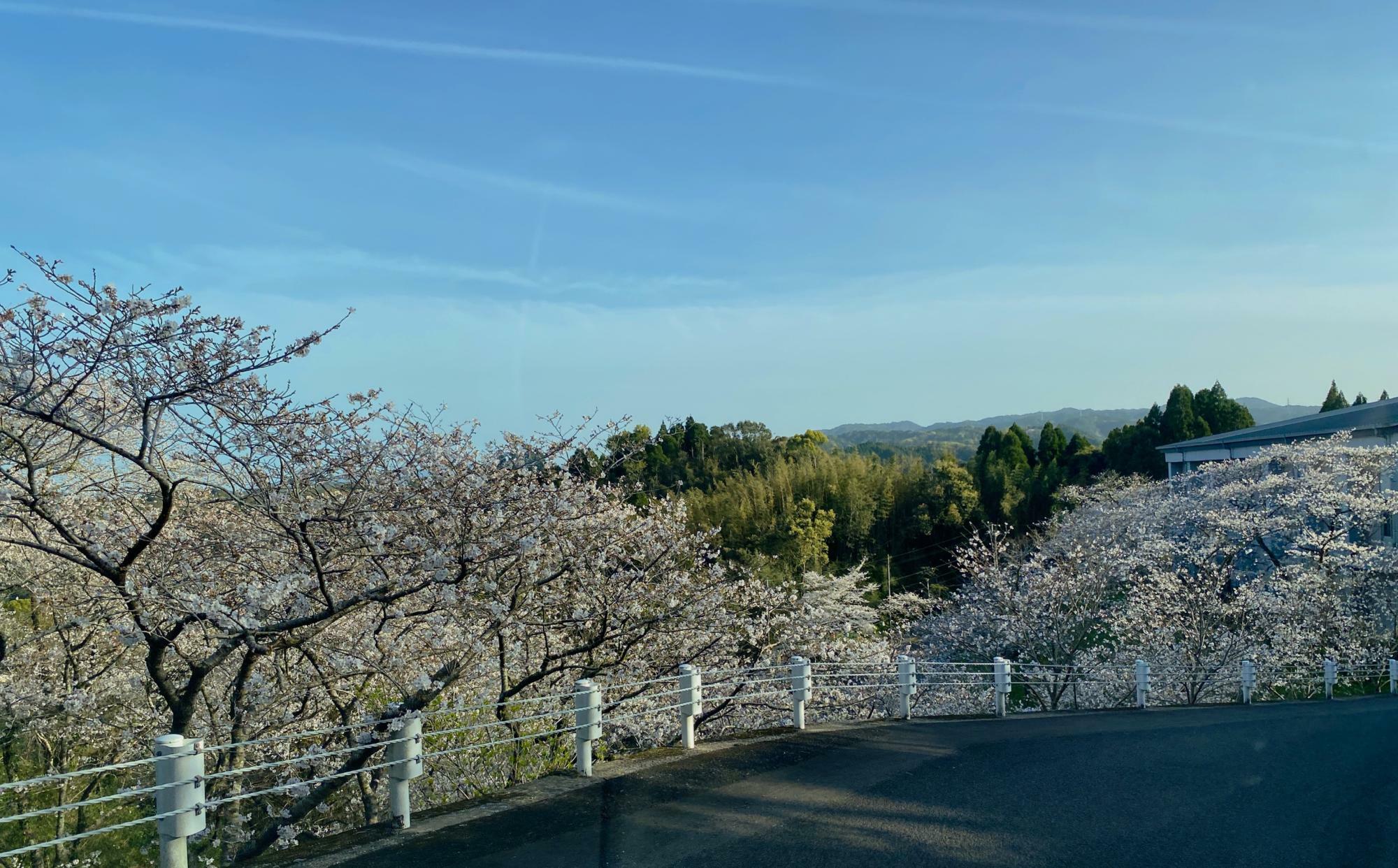 急勾配から見える桜の風景、素晴らしい眺めでした！