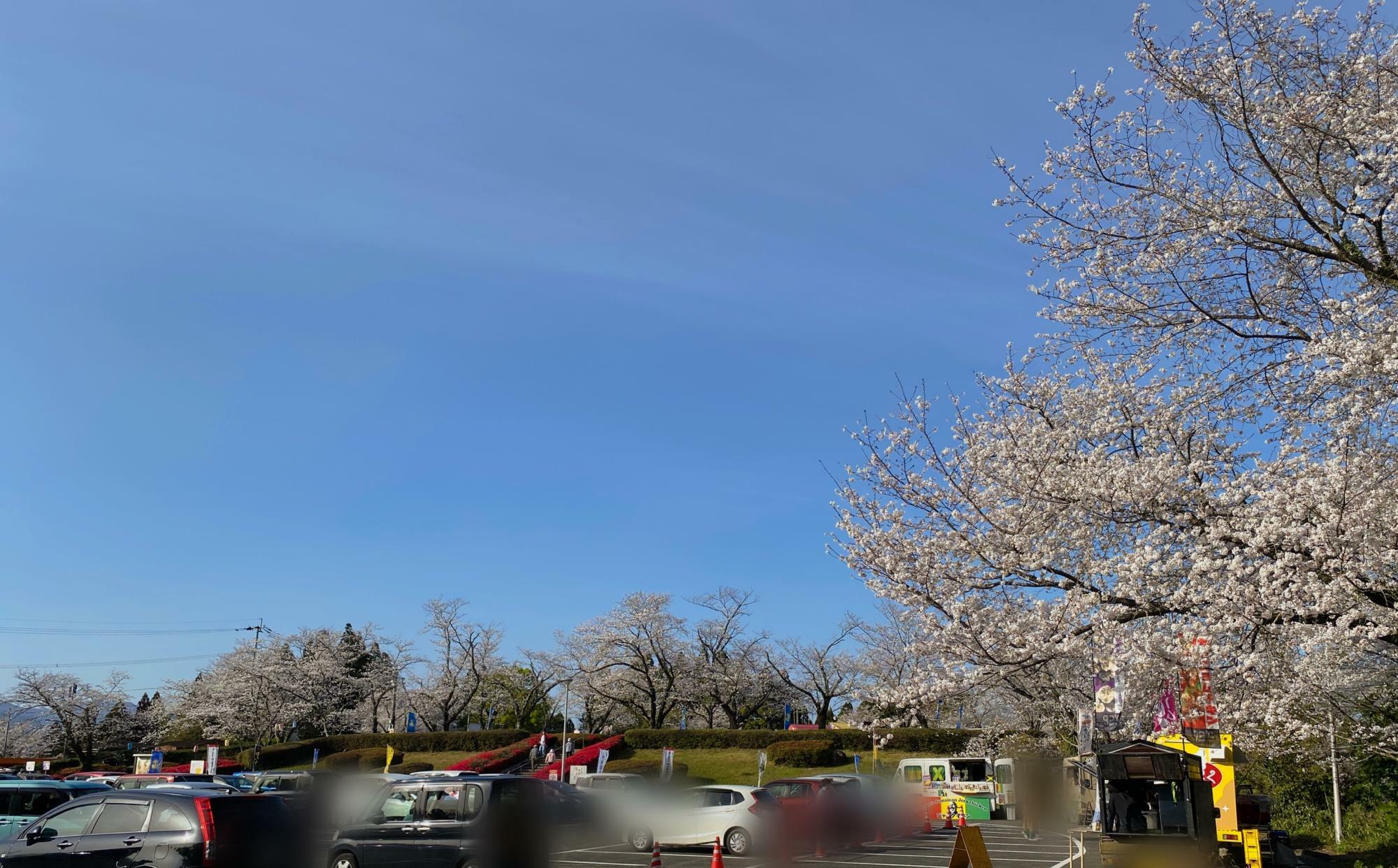 澄み切った青い空と桜の光景は見てるだけで清々しい気持ちになります。