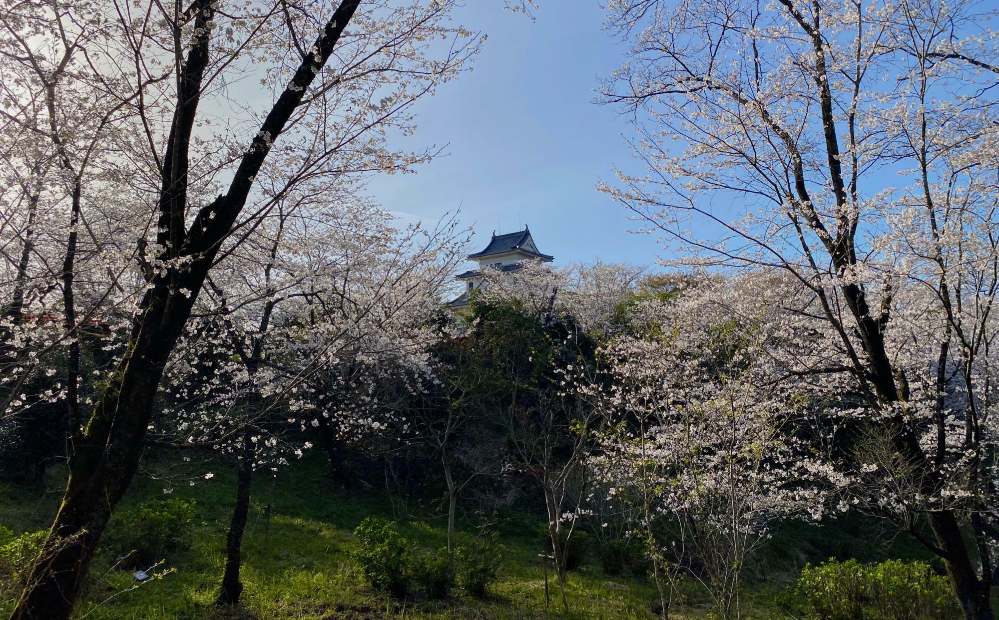 天ヶ城公園周辺一帯に桜が咲き誇っていて、普段の散歩が一層楽しめました。