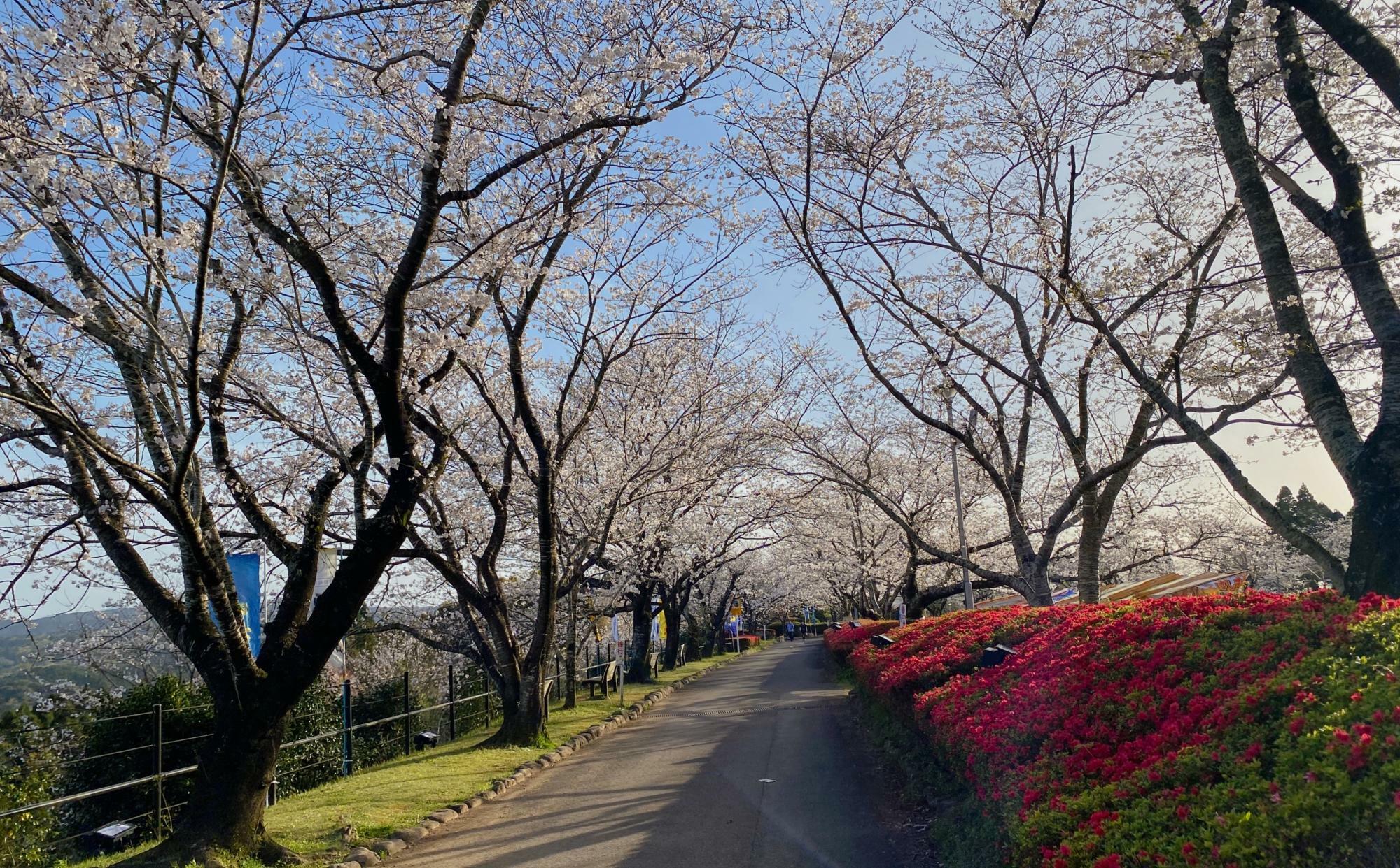 さくら広場周辺の道路は赤いツツジと桜のコントラストが楽しめます。