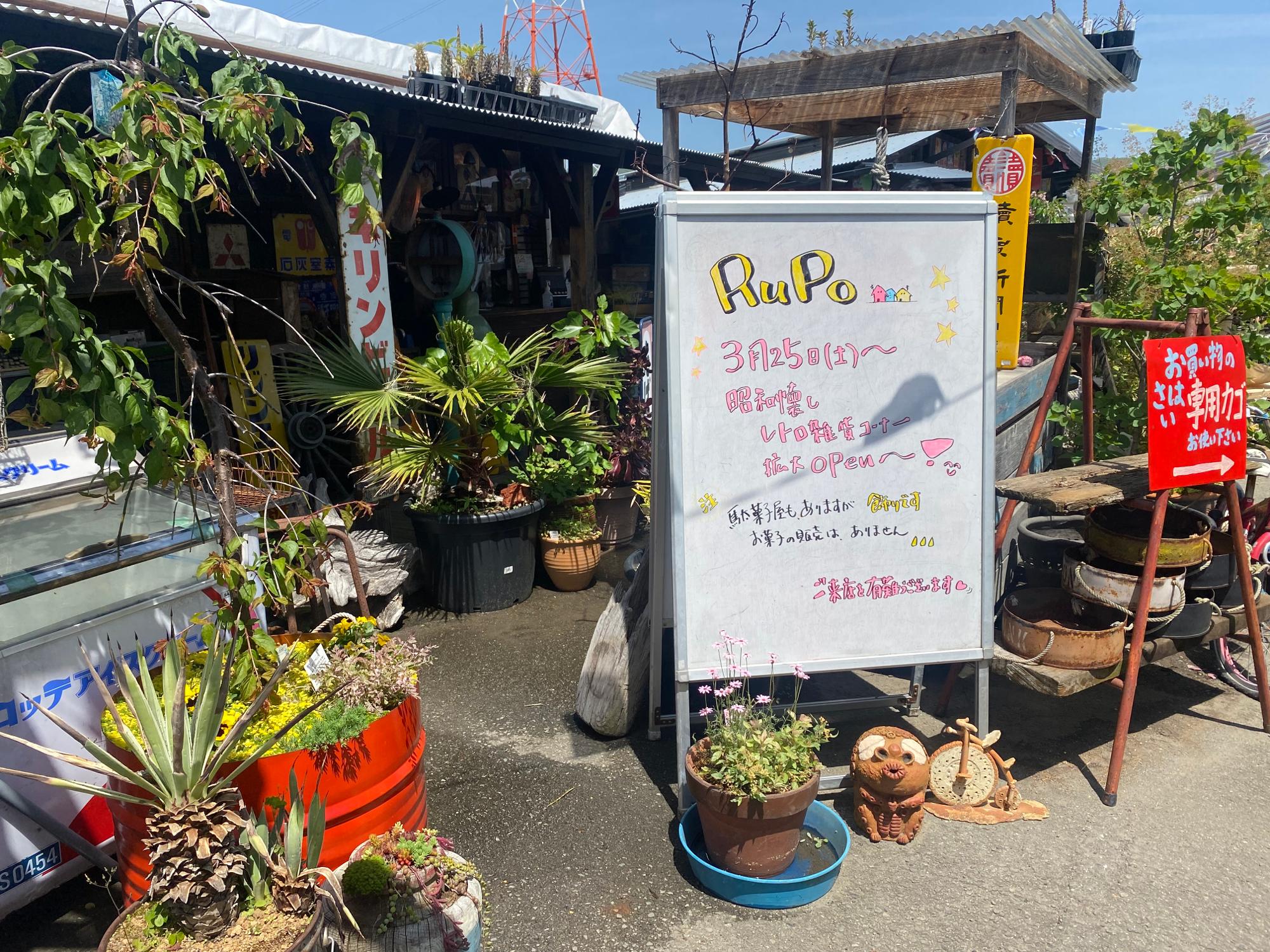 岩出市】店内はワクワク空間！ お気に入りが必ず見つかる多肉植物