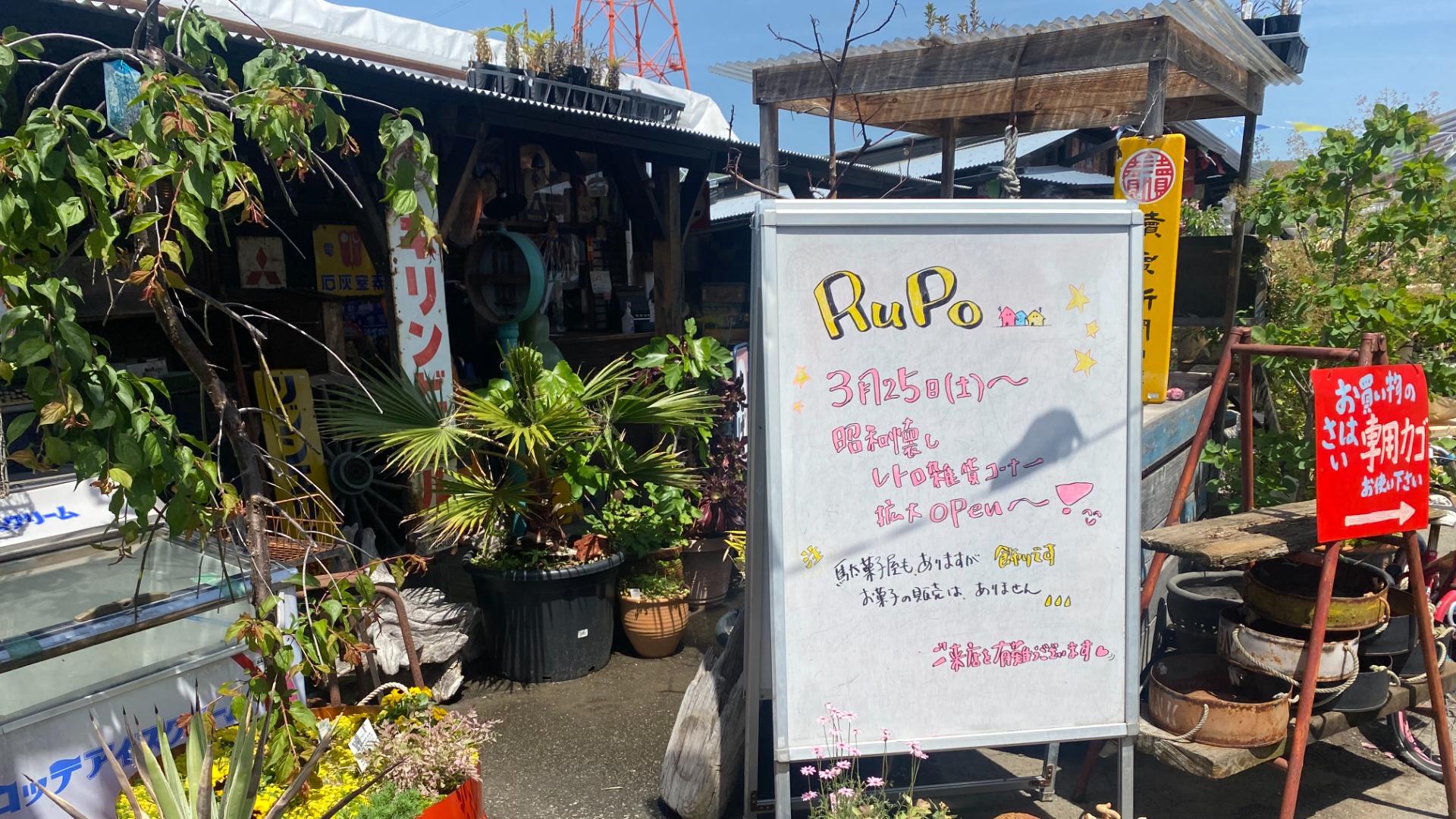 岩出市】店内はワクワク空間！ お気に入りが必ず見つかる多肉植物