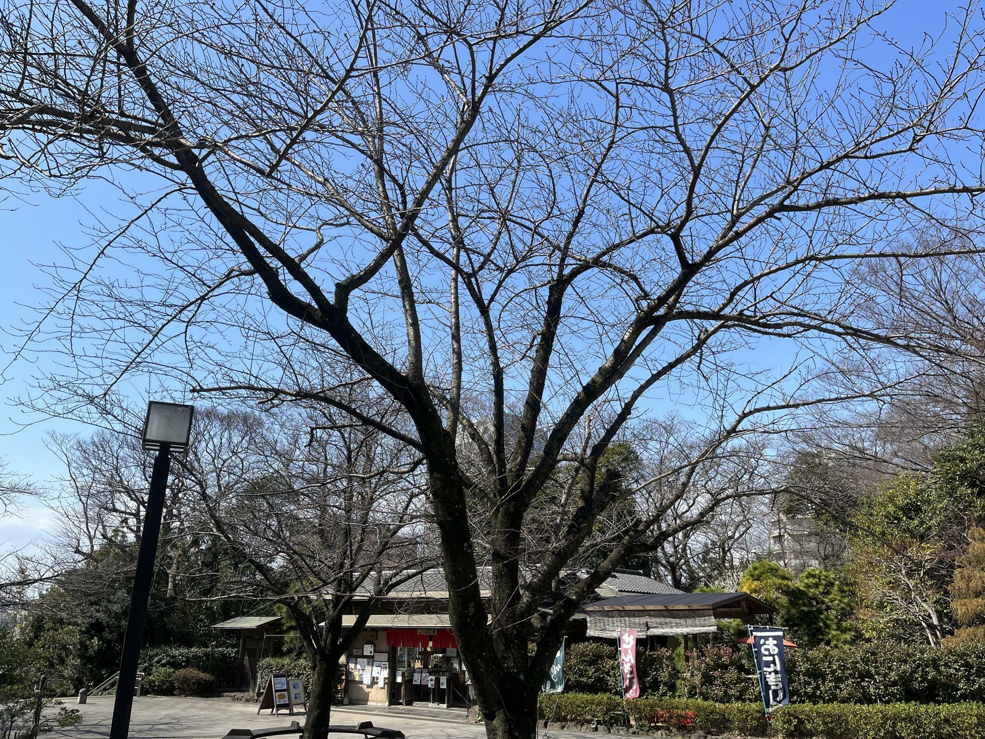 『いのはな亭』前の桜の木