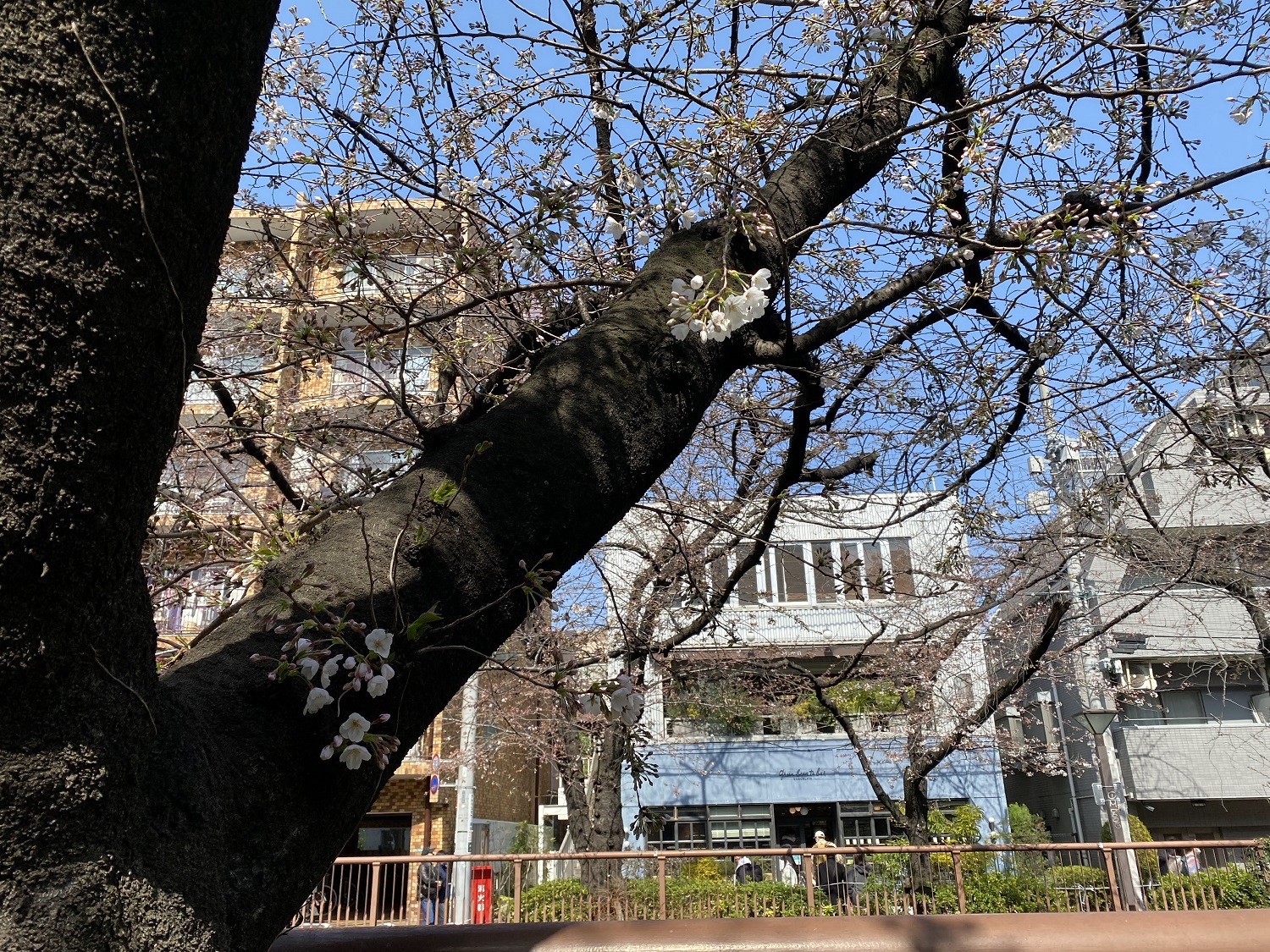 目黒川の桜（2022年撮影）