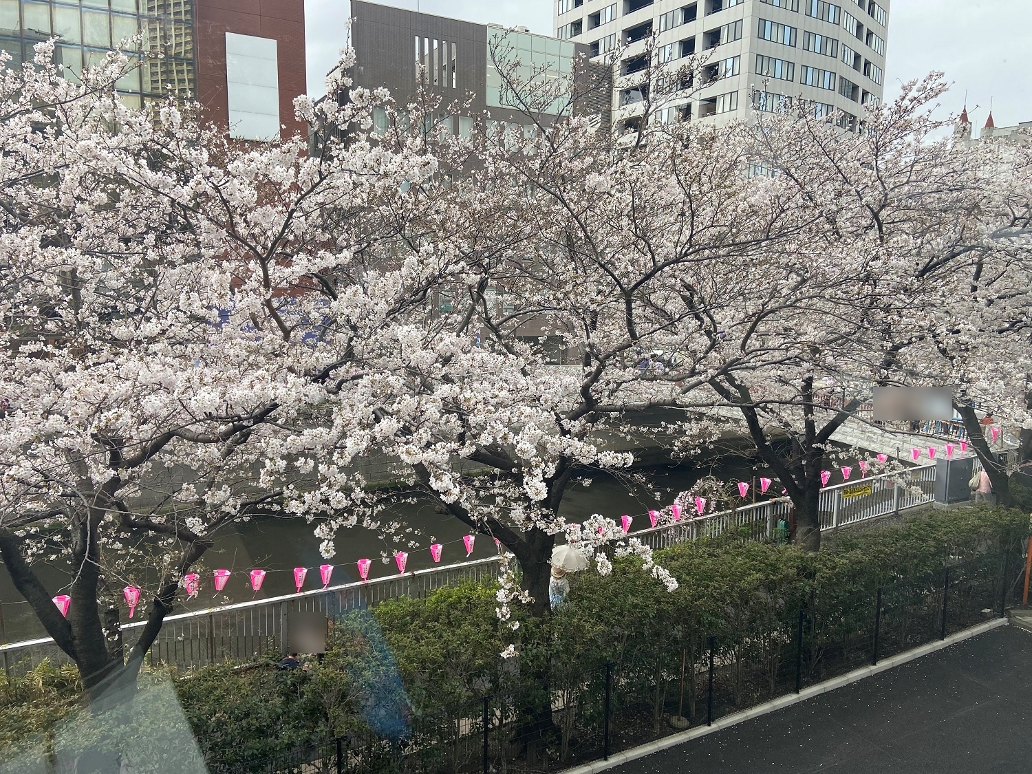 「ホテル雅叙園東京」側から見た目黒川の桜（2023年3月に撮影）