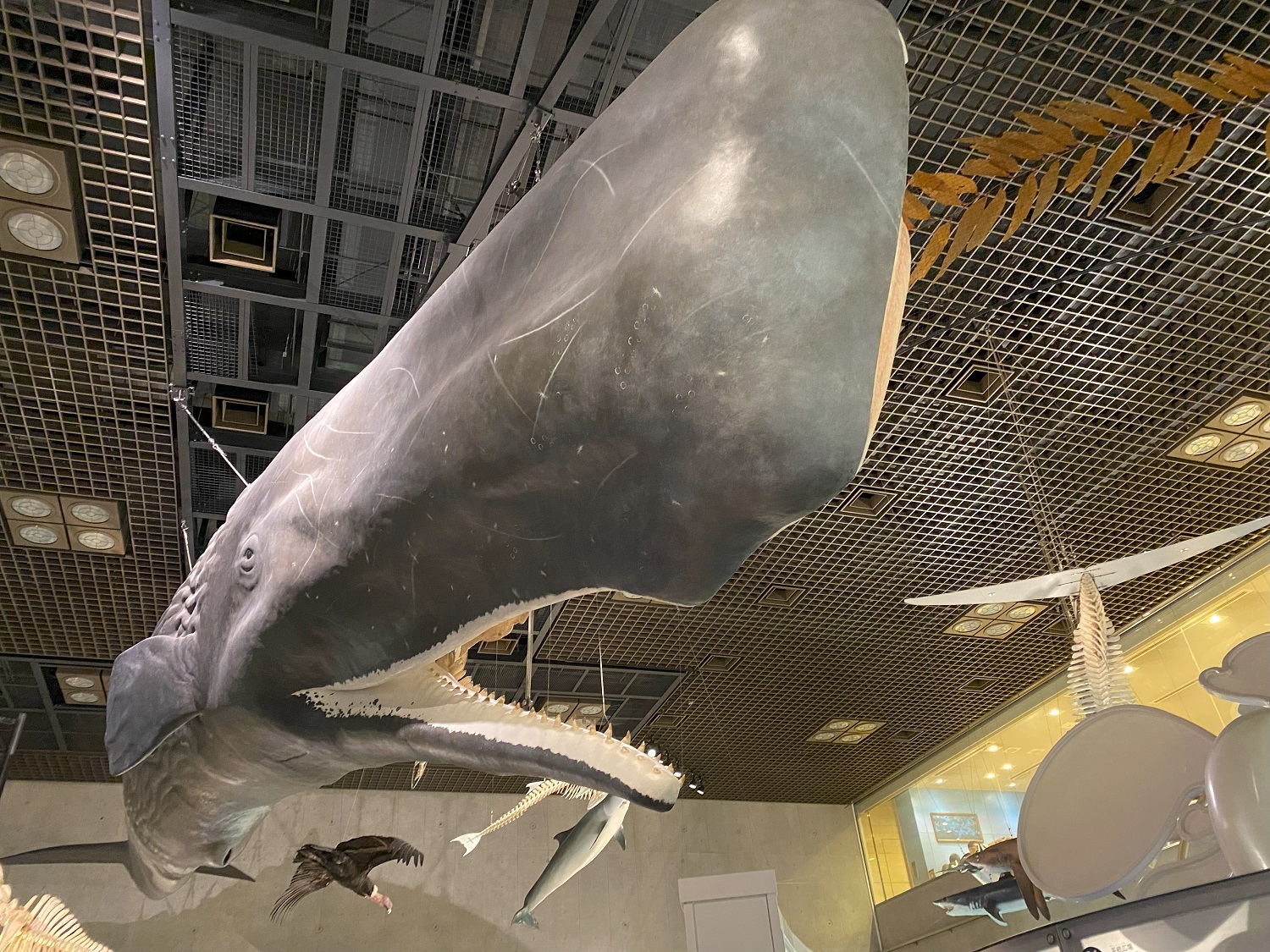 「国立科学博物館」本物の骨格を使ったマッコウクジラの展示