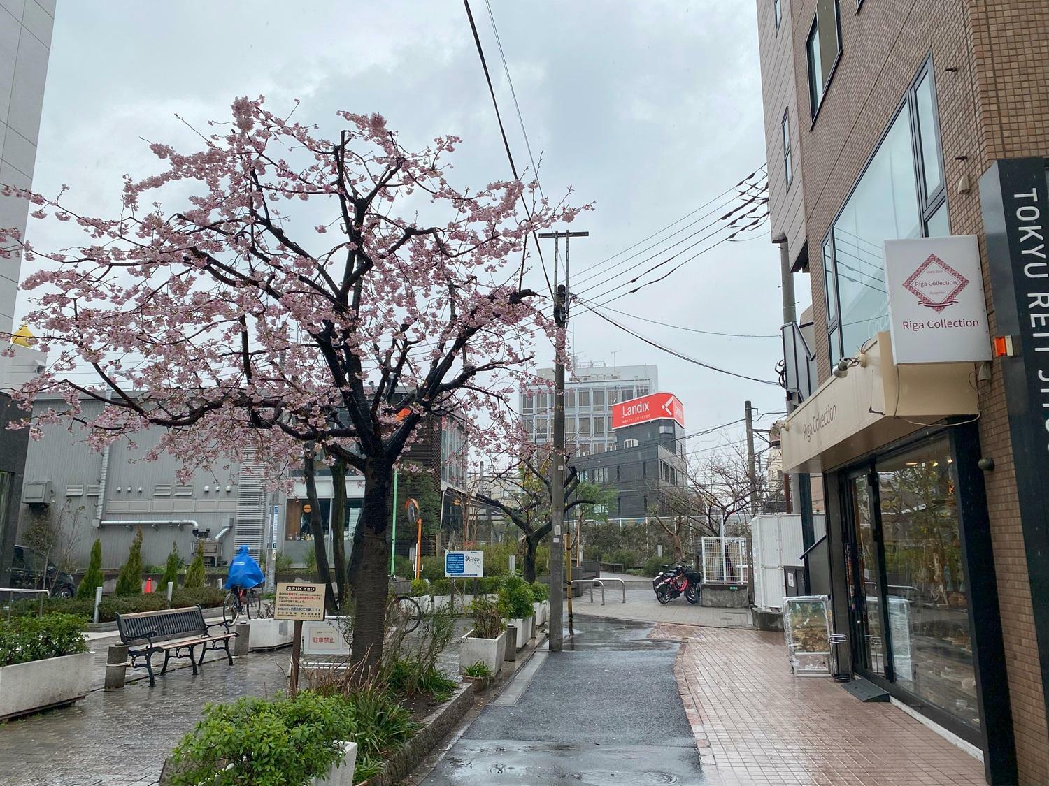 すでに開花している桜もある自由が丘・九品仏川緑道沿い（2024年撮影）