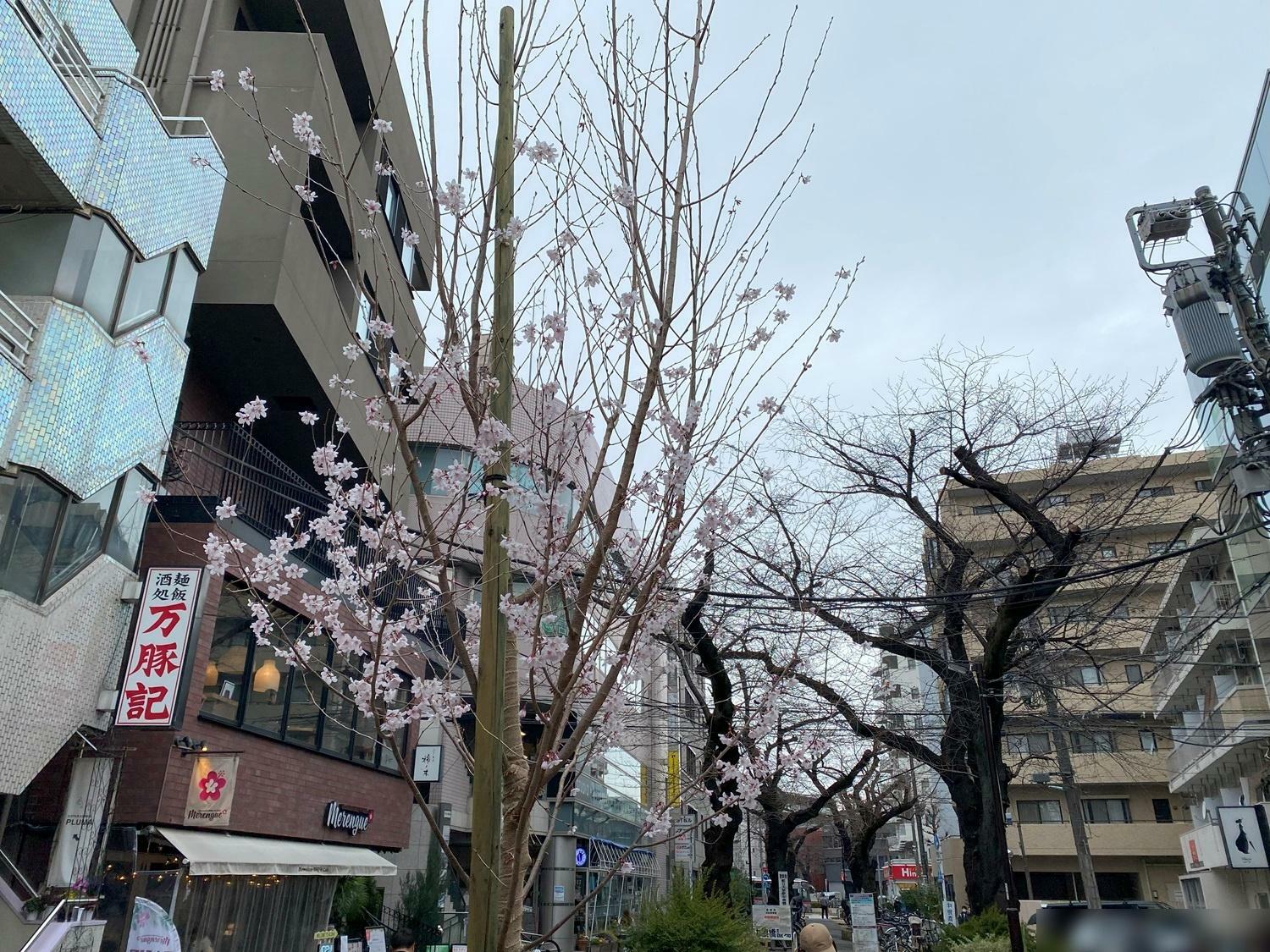 3月23日（土）に1本だけ咲いていた桜