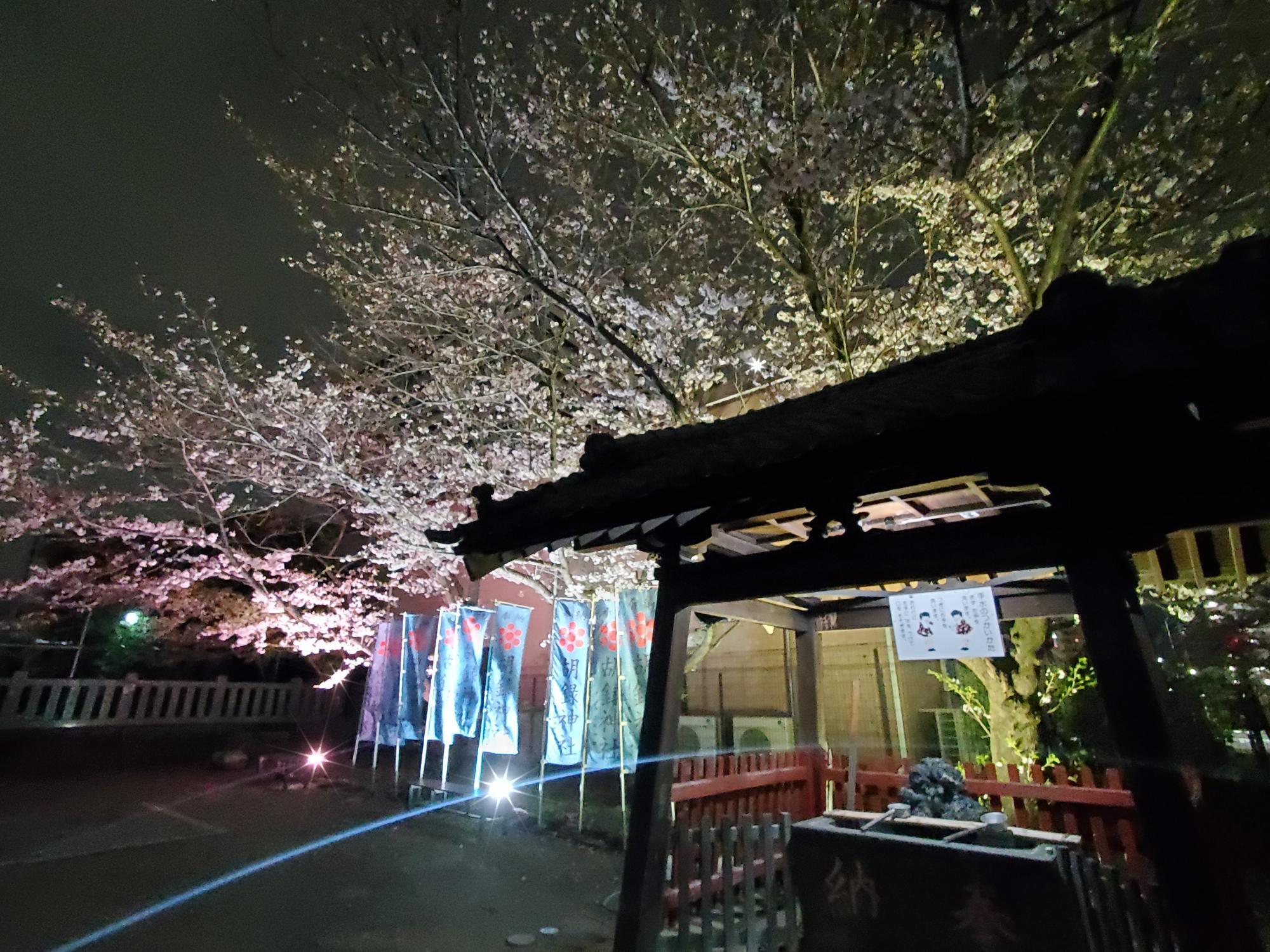 世田谷区 桜神宮(さくらじんぐう) 河津桜と縁結びの花帯 2025年3