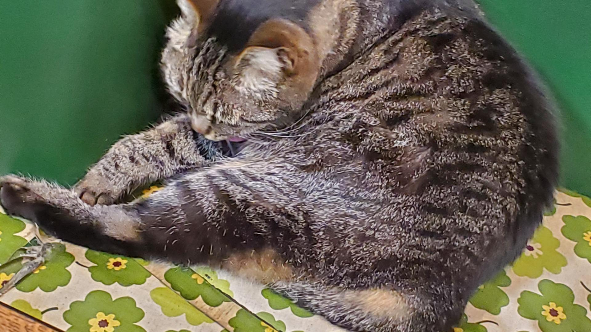 荒川区】皆に愛された喫茶店白鳥のアイドル「ねこちゃん」とのお別れ