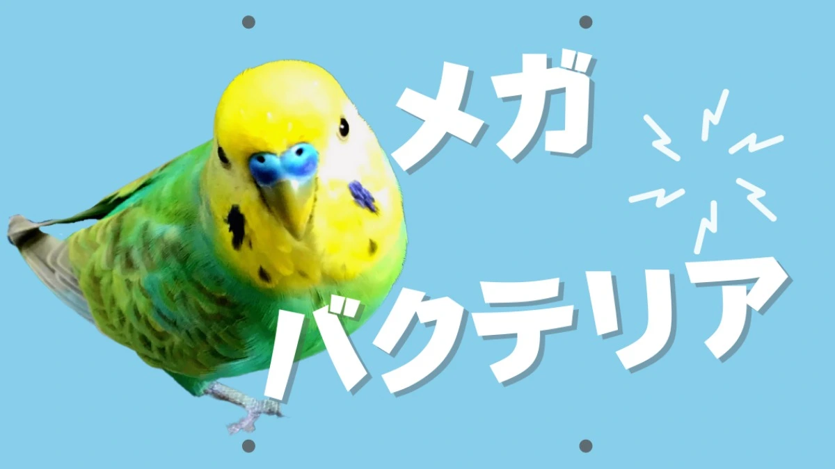 お迎えしたセキセイインコが病気に・・・【メガバクテリアって何