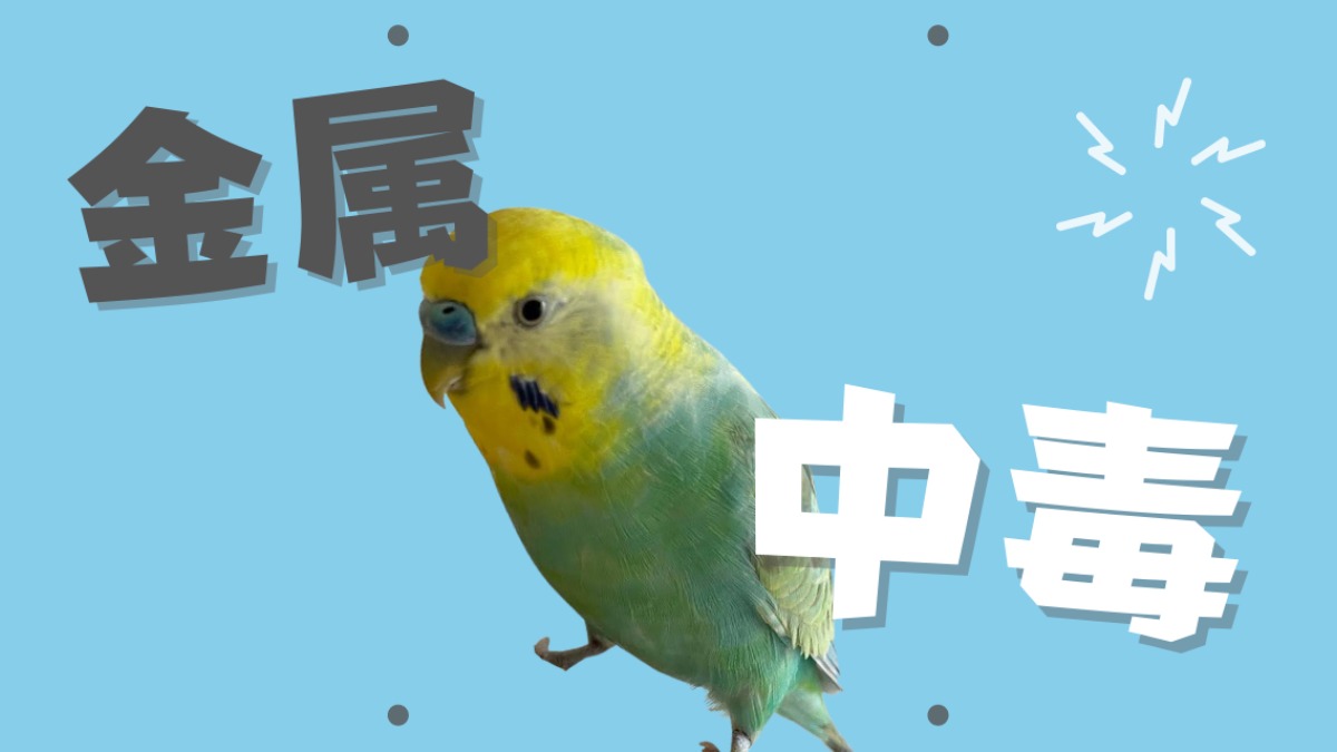 危険！】鳥類は金属で中毒症状を起こします。これだけは気を付けて（ち