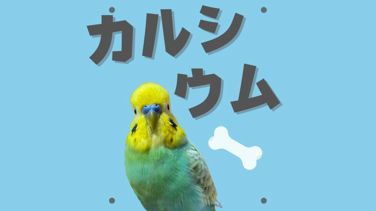 インコにも必要】カルシウムとその与え方は？（ちまま＊セキセイインコ