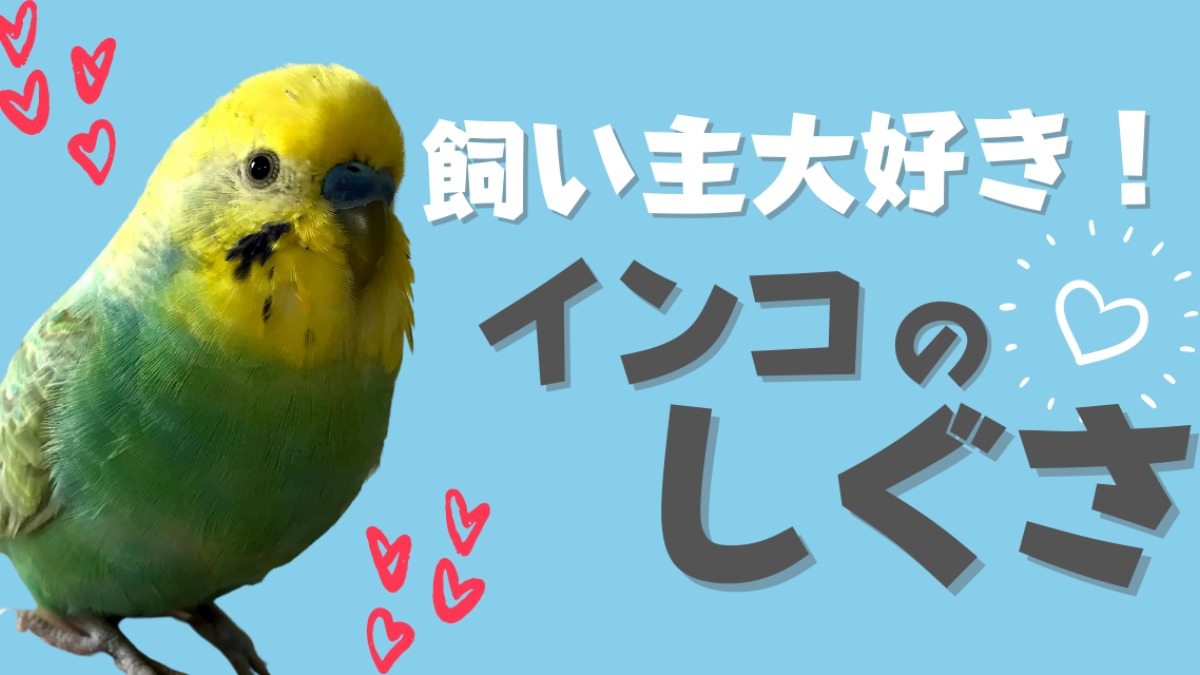 飼い主が大好き！セキセイインコがとる可愛すぎるしぐさとは