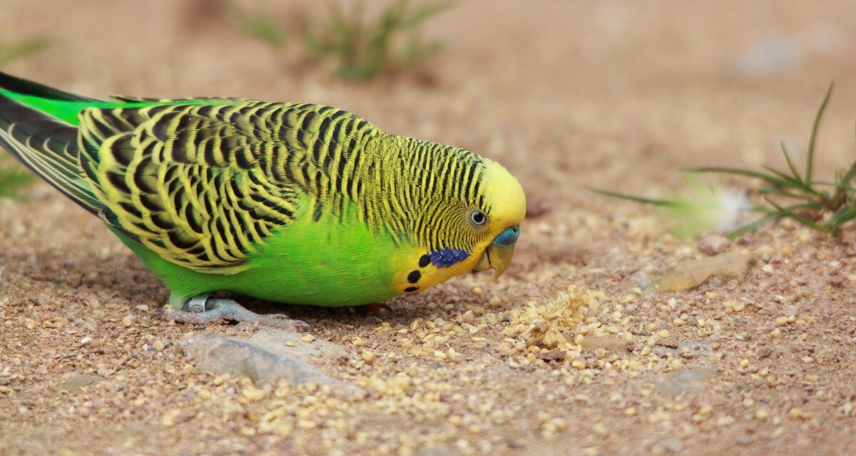 写真多数！鳥好きは必見！】オーストラリアに住むカラフルな小鳥たち