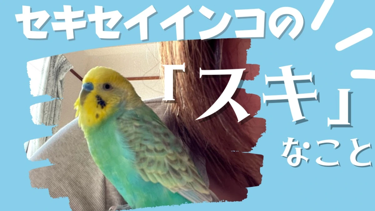 インコの好きなもの】セキセイインコは一羽一羽性格が違う！インコの