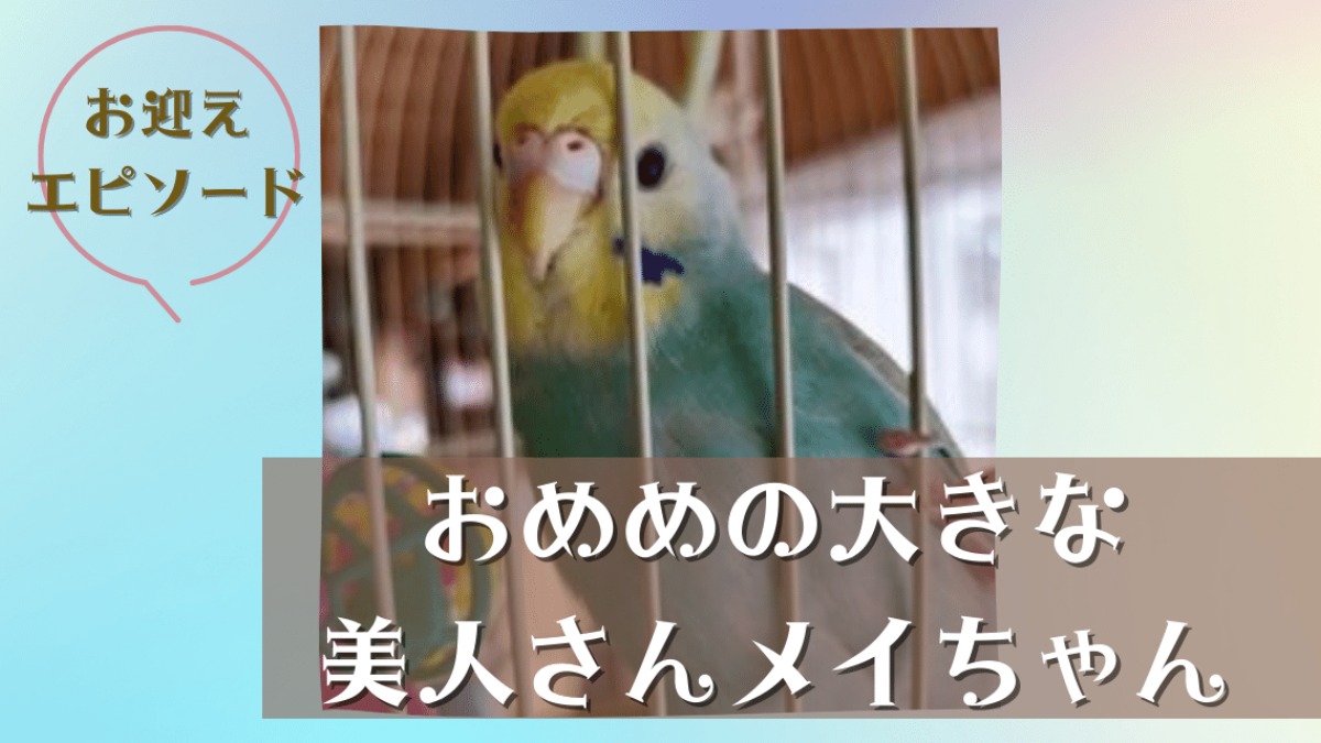 今日のインコ】くりくりの大きなおめめがチャームポイント！メイちゃん