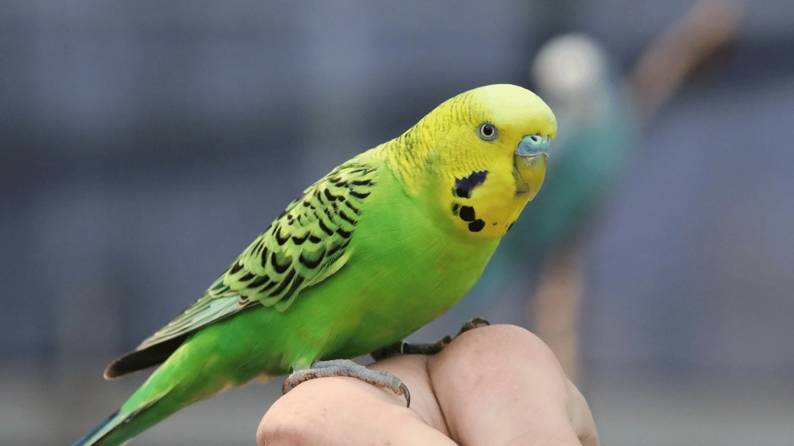 インコ様ご確認用ページ！ - 趣味/おもちゃ