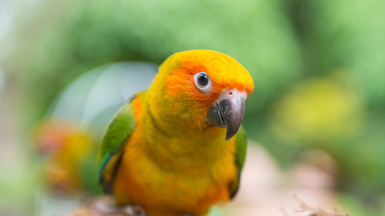 インコ】ペットとして人気な理由と飼うときの注意点（ちまま＊セキセイ