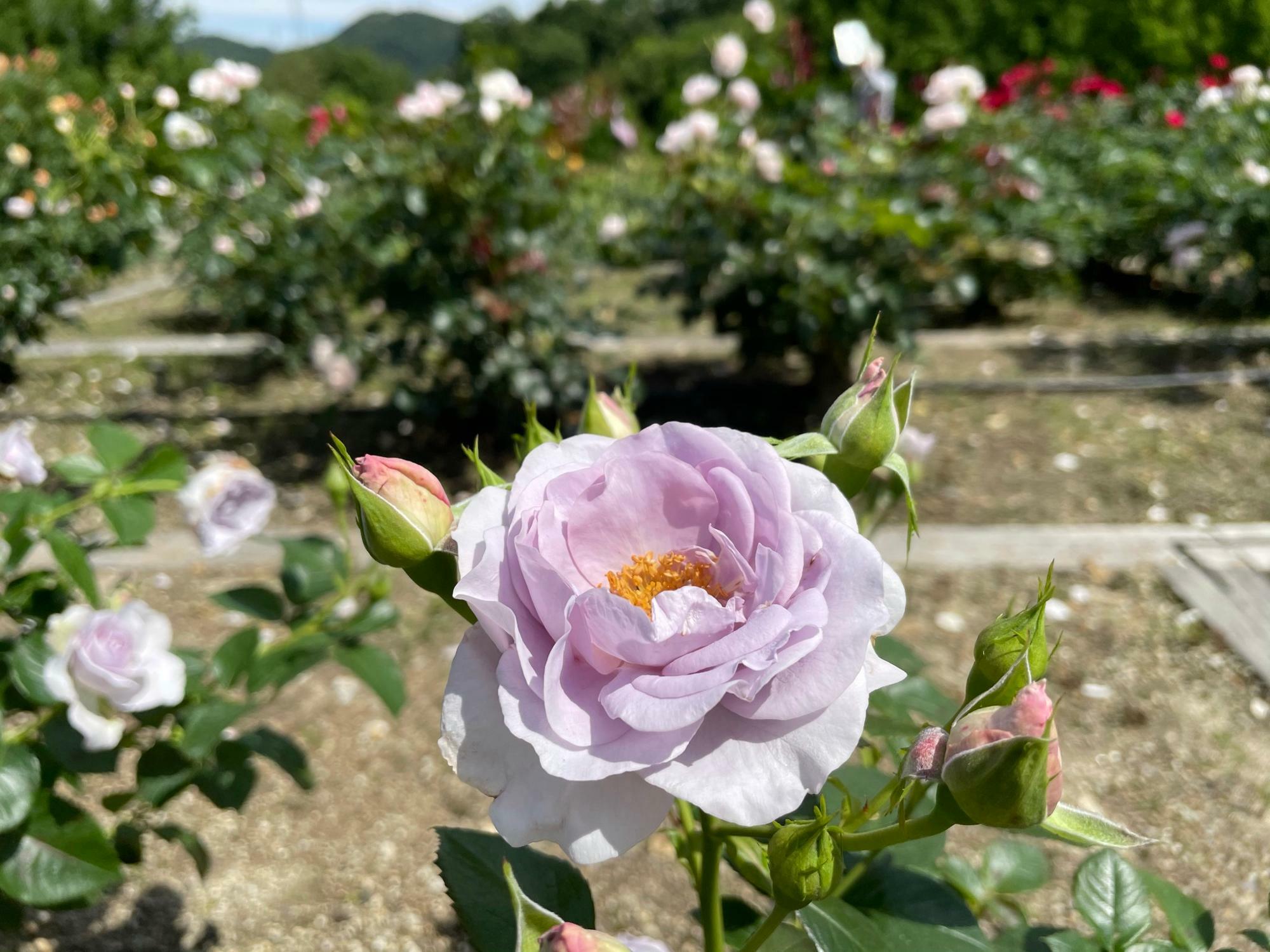 過去開花時の様子