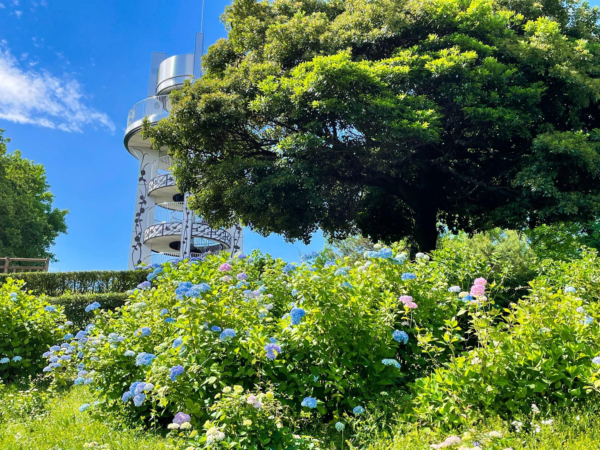 過去開花時の様子