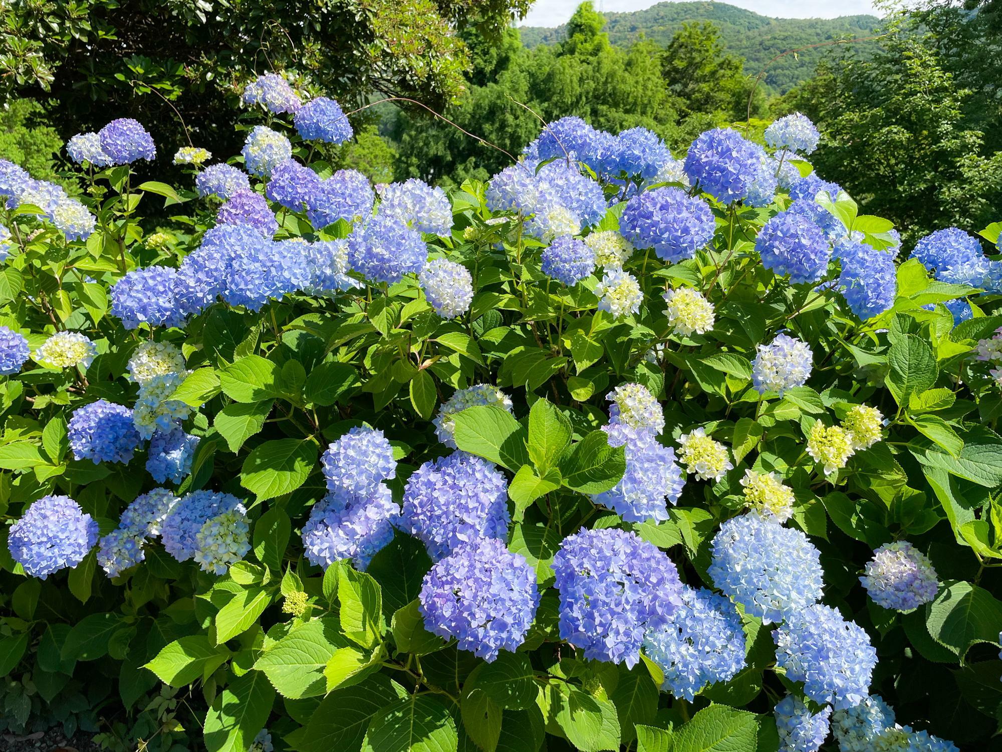 過去開花時の様子