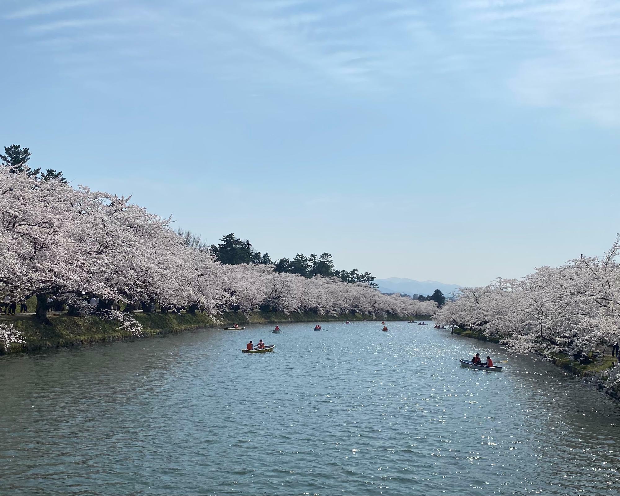 弘前公園西堀桜