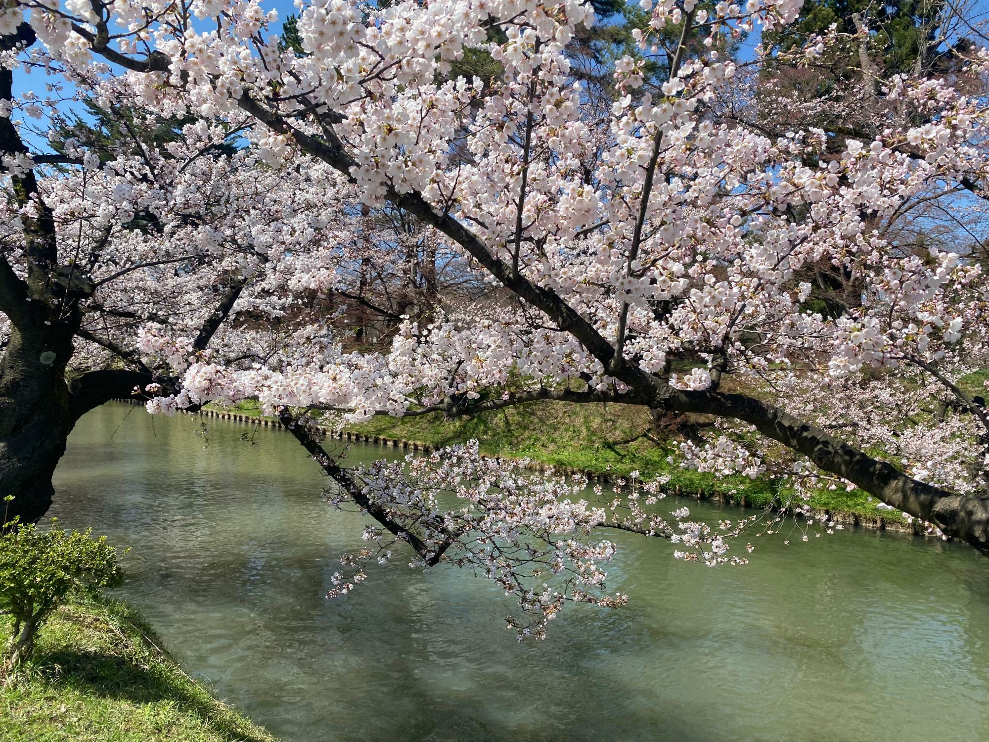 2023年弘前公園桜