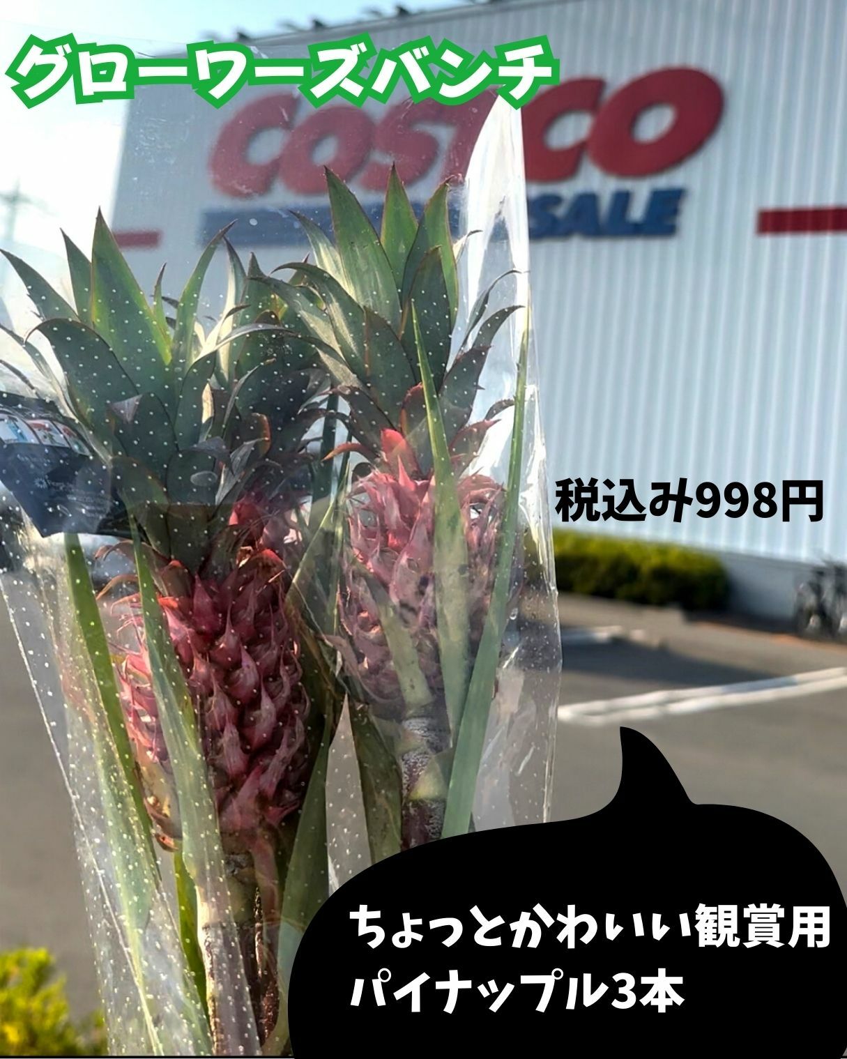 【コストコ】季節の切り花コーナーで観賞用ミニパイナップルを購入