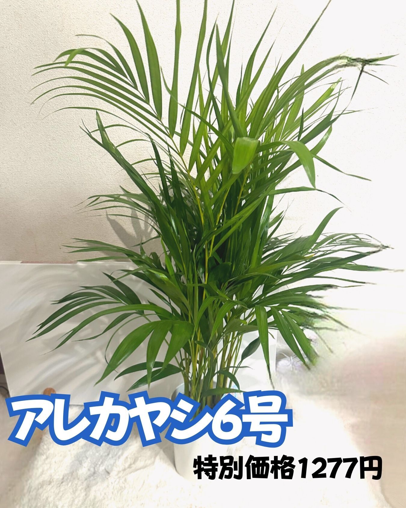 【コストコ】観葉植物　アレカヤシがお買い得価格に