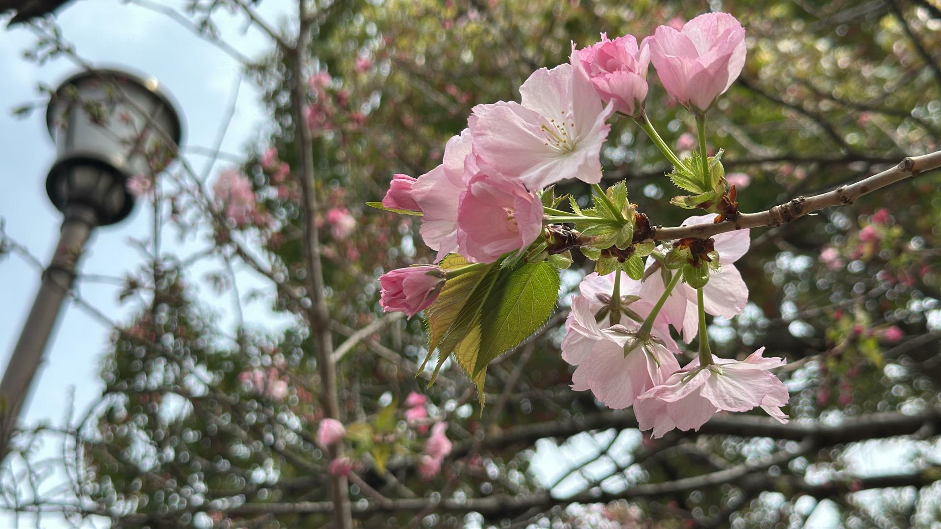 大阪の造幣局、桜の通り抜け
