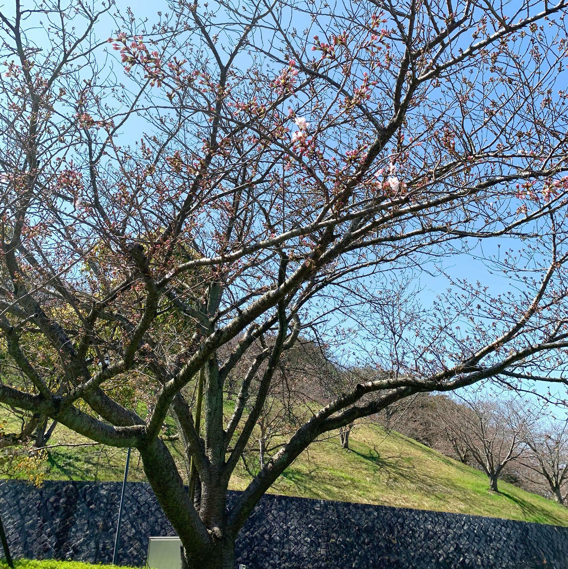 白い綺麗な花が咲き始めている桜の木。