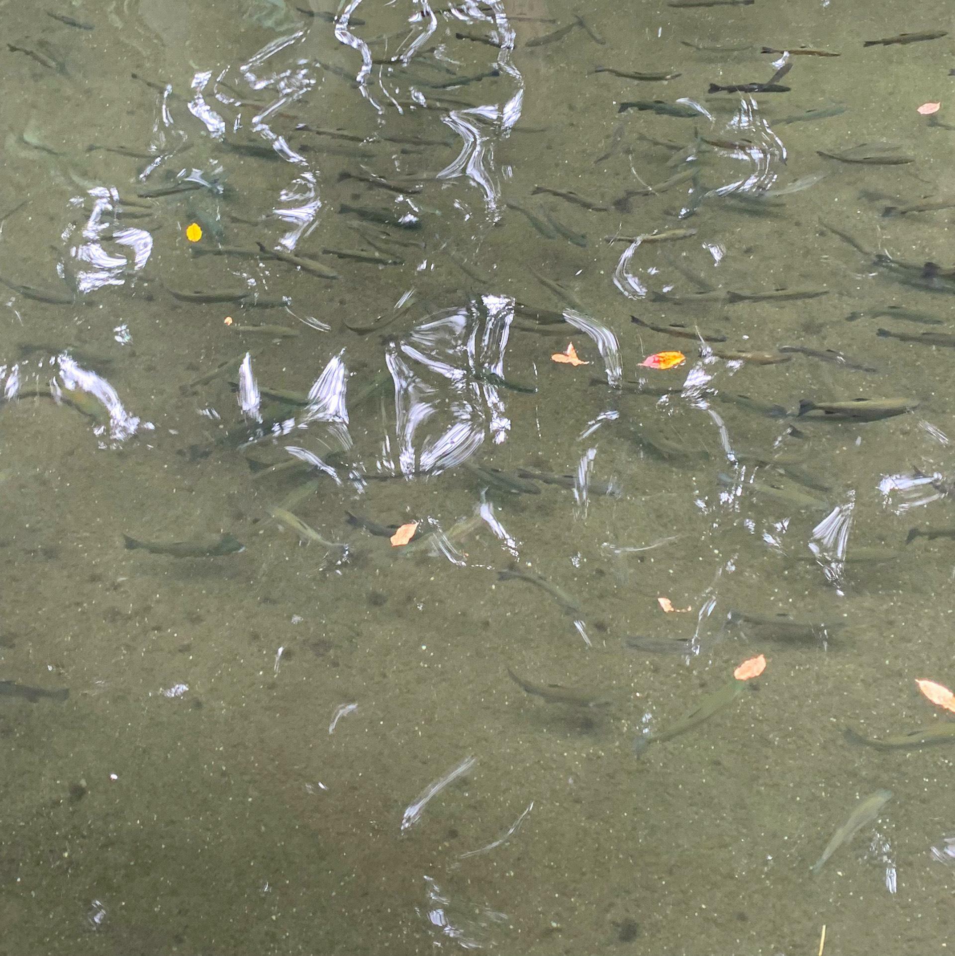 ニジマスたちはすぐに食いついてくれますので、魚特有の引きを手軽に楽しめちゃいます。