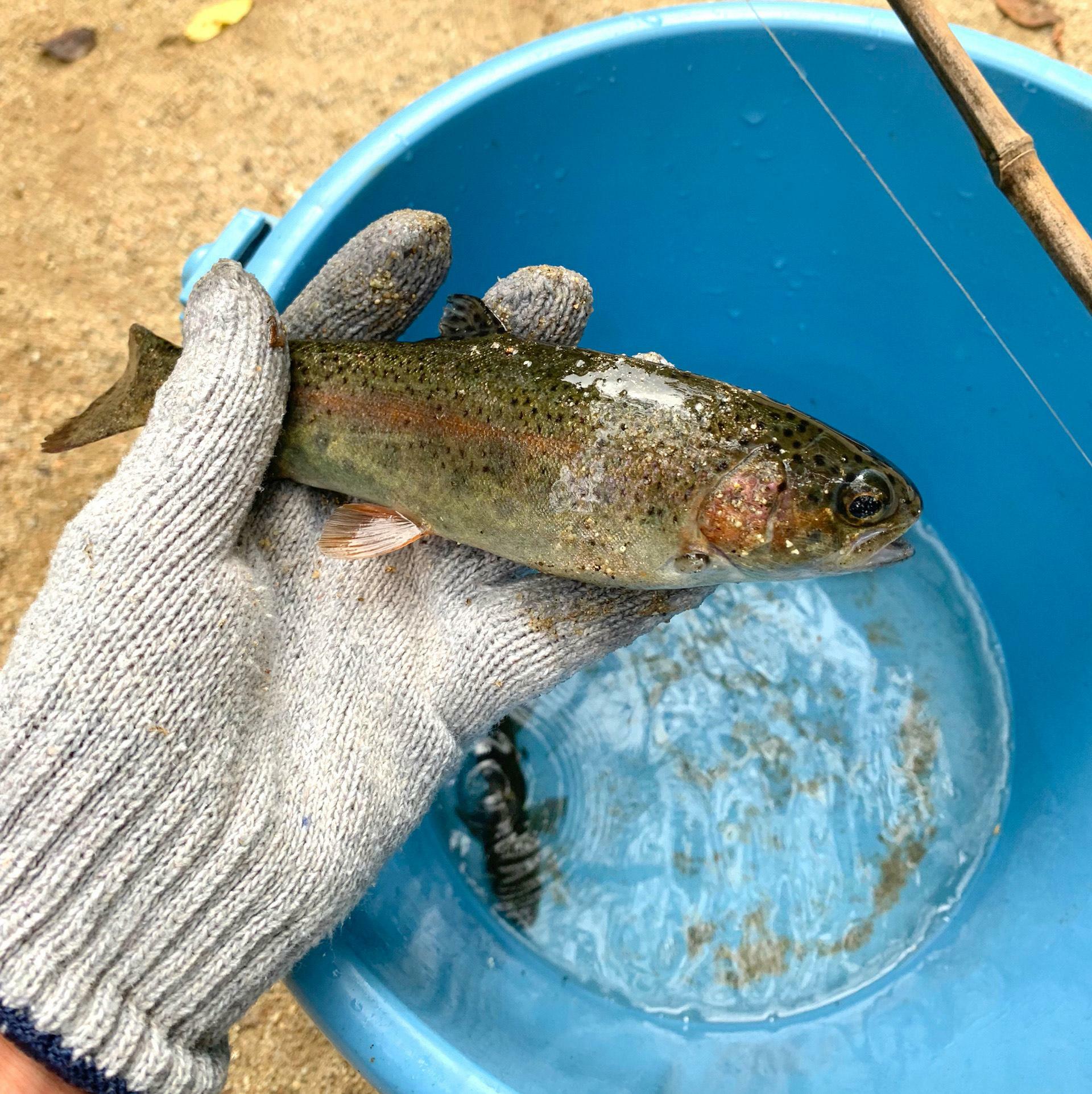 綺麗な色ですね。魚たちは元気いっぱいですので針を外す際は逃がさないようにしましょう。筆者は1度逃がしかけたために釣った魚に土が付いてしまいました。