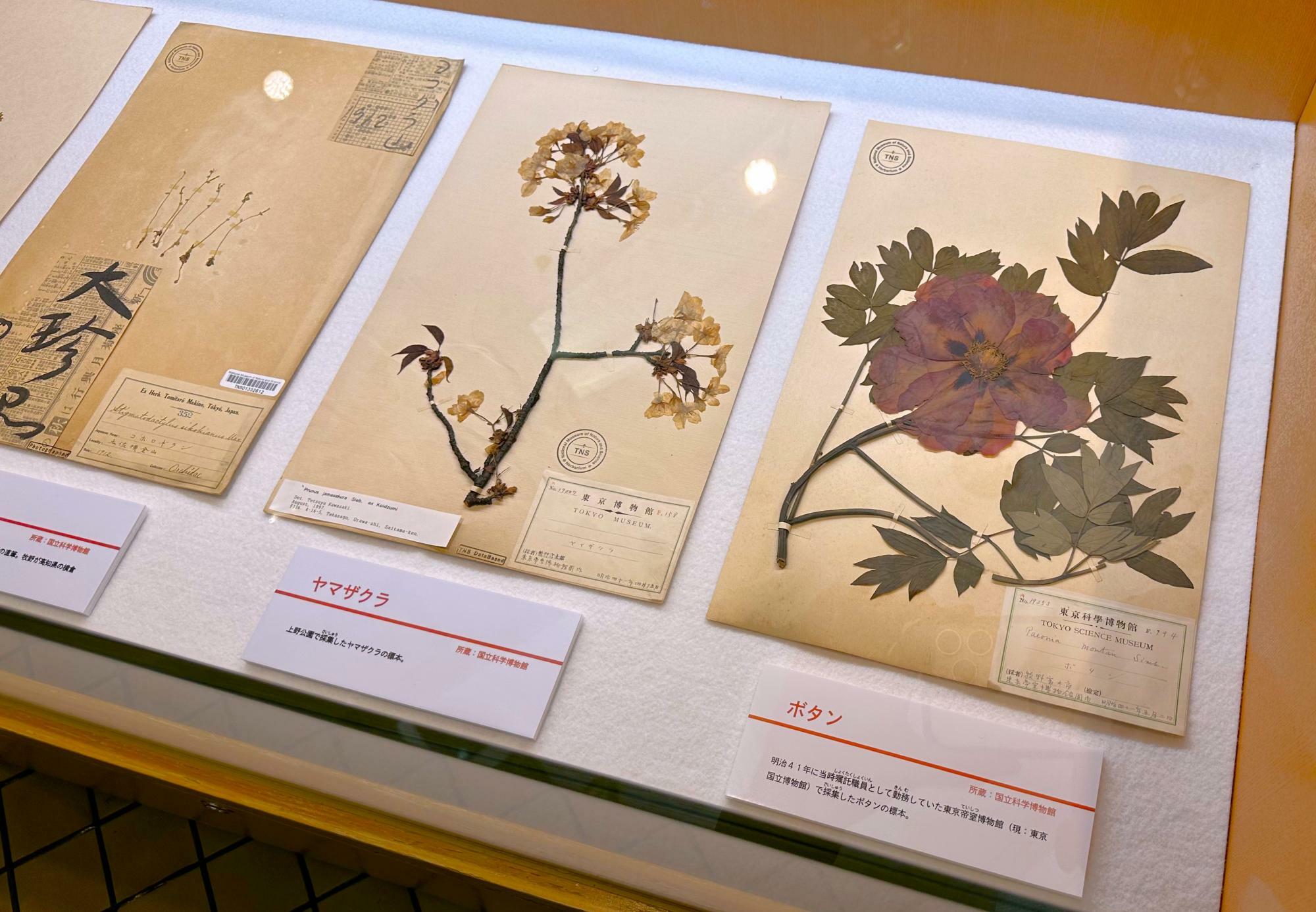 ヤマザクラの標本は上野公園で、ボタンの標本は東京帝室博物館（現︓東京国立博物館）で採集