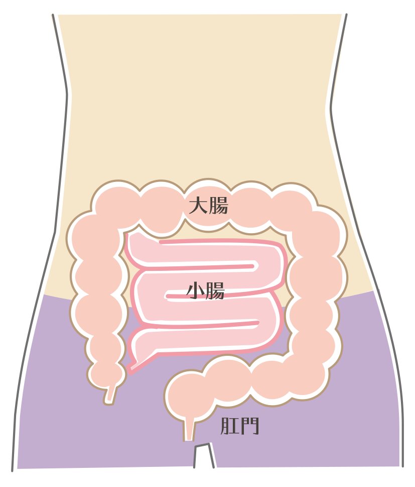 大腸と小腸