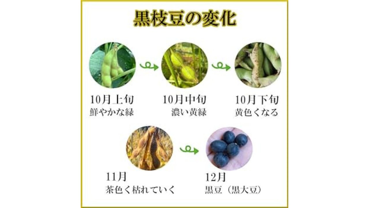 黒枝豆の変化の過程