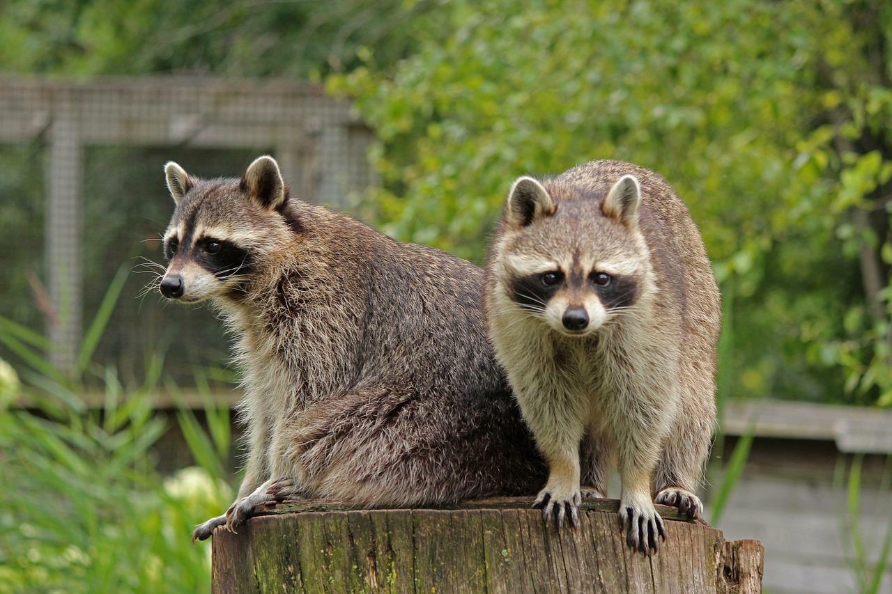 私が住んでいる町ではアライグマ駆除に報奨金が出ます(要免許)